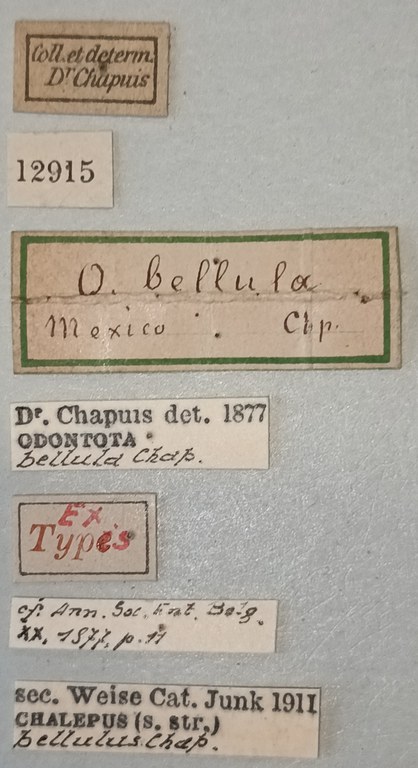 Chalepus bellulus Ex-T Labels.jpg