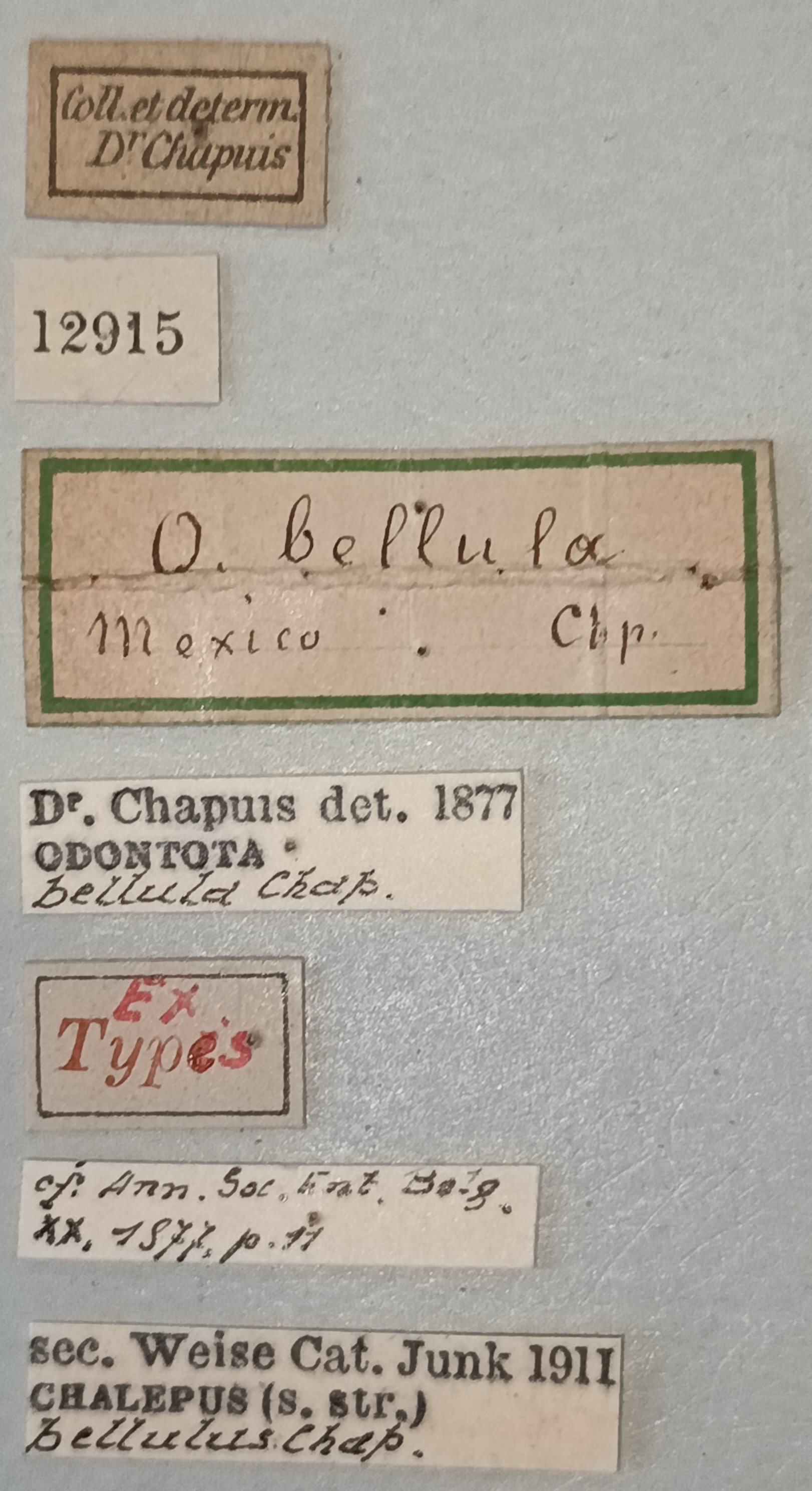 Chalepus bellulus Ex-T Labels.jpg