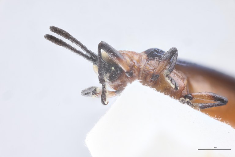 Chalepus bellulus tricolor T F-V.jpg