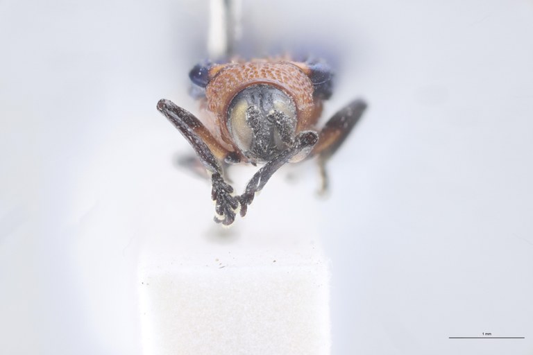 Chalepus bellulus tricolor T F.jpg