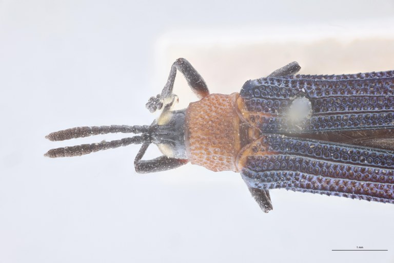 Chalepus bellulus tricolor T Head-Close-Up.jpg