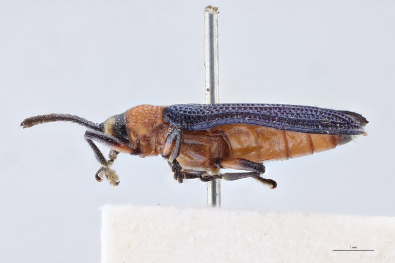 Chalepus bellulus tricolor T L.jpg