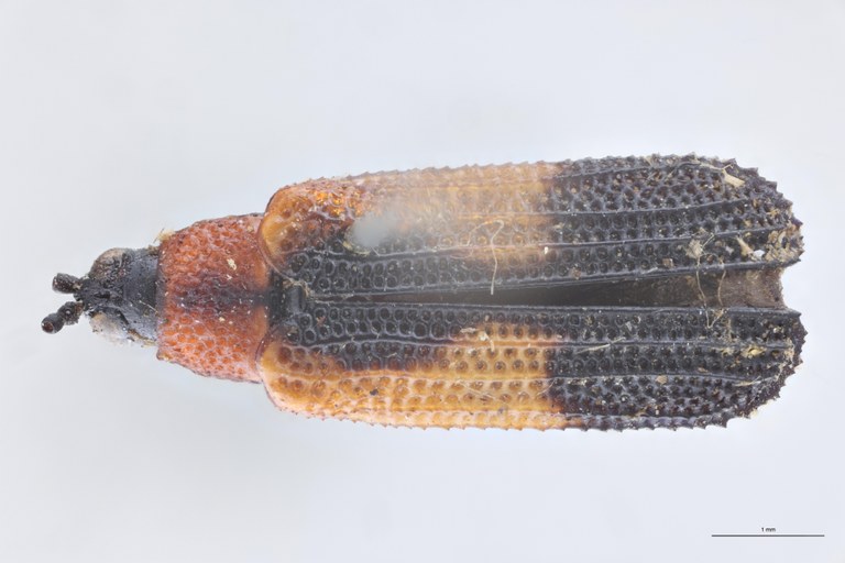 Chalepus cordiger Ex-T D.jpg