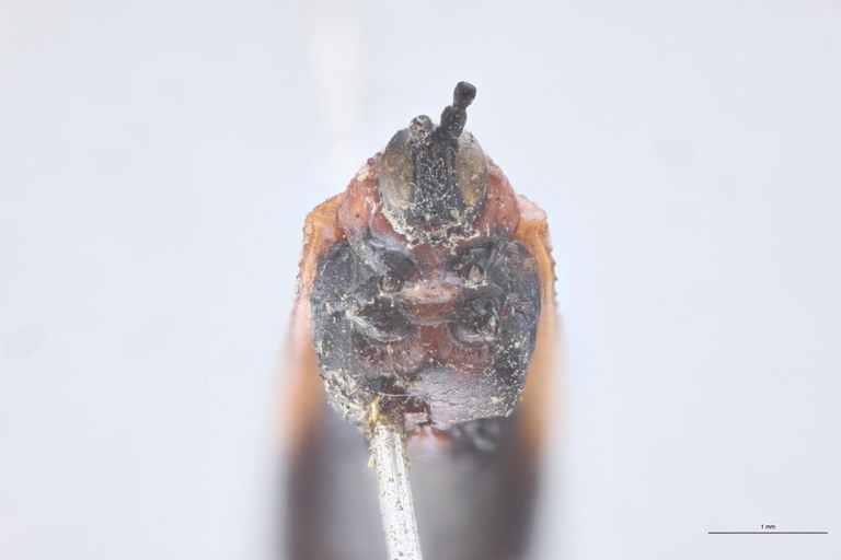 Chalepus cordiger Ex-T F-V.jpg