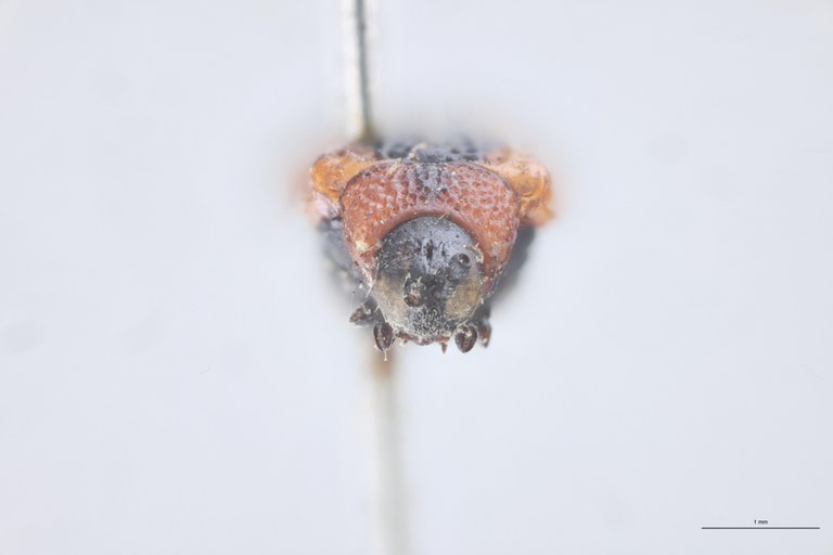 Chalepus cordiger Ex-T F.jpg