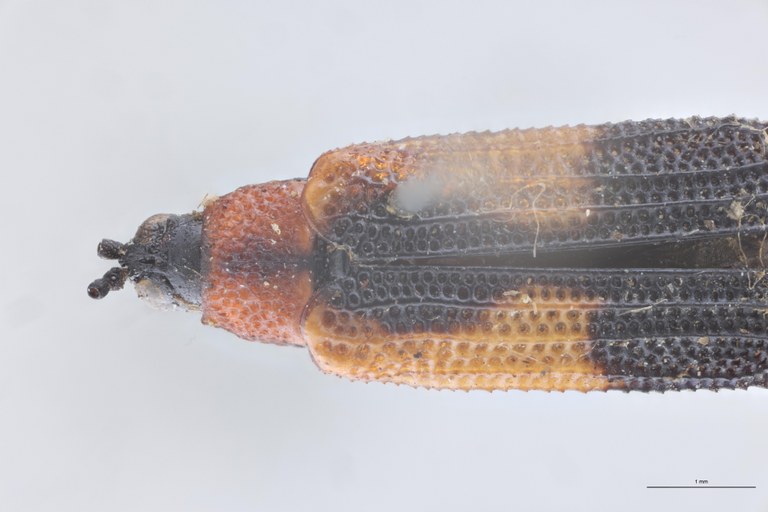 Chalepus cordiger Ex-T Head-Close-Up.jpg