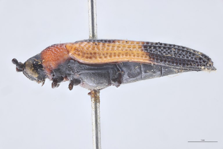 Chalepus cordiger Ex-T L.jpg