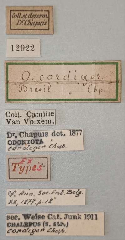 Chalepus cordiger Ex-T Labels.jpg