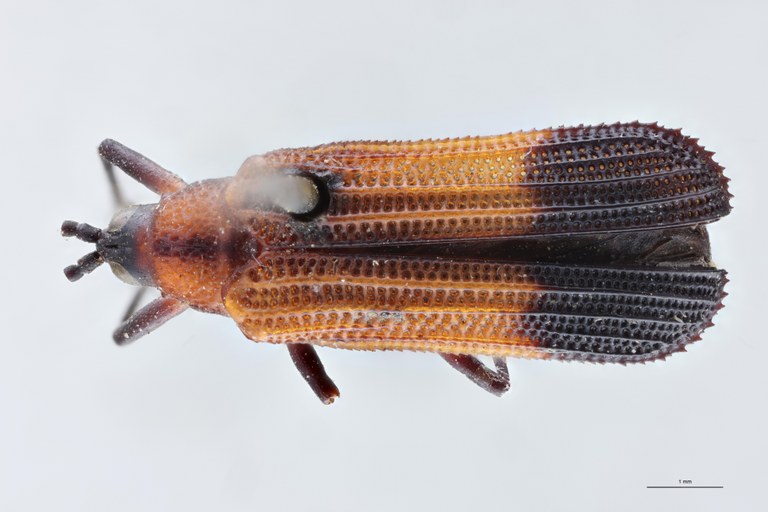 Chalepus deborrei T D.jpg