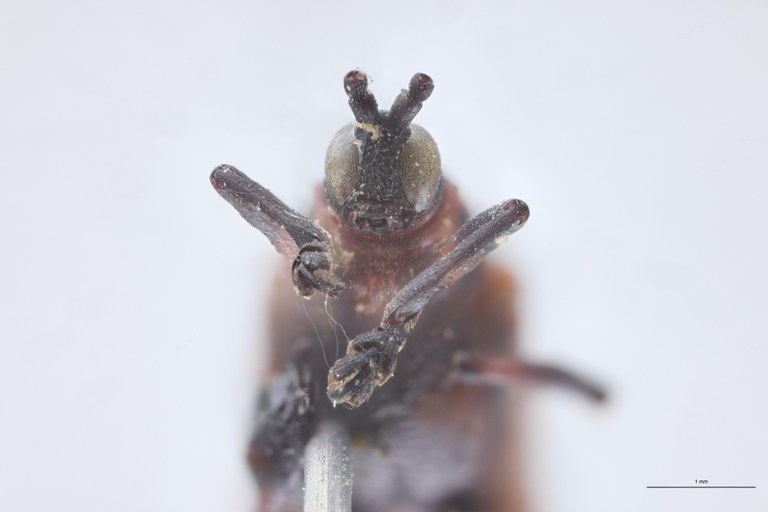 Chalepus deborrei T F-V.jpg