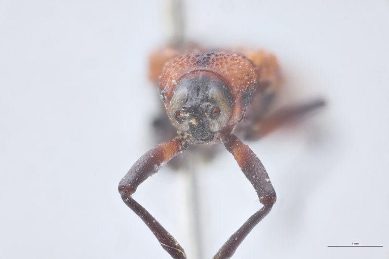 Chalepus deborrei T F.jpg