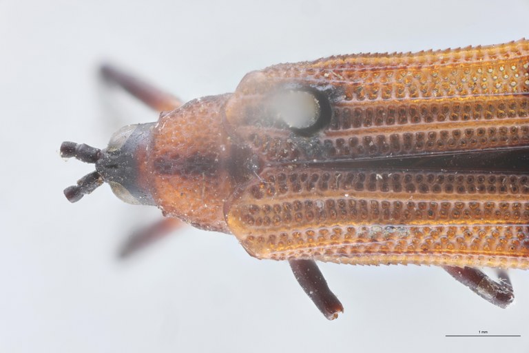 Chalepus deborrei T Head-Close-Up.jpg