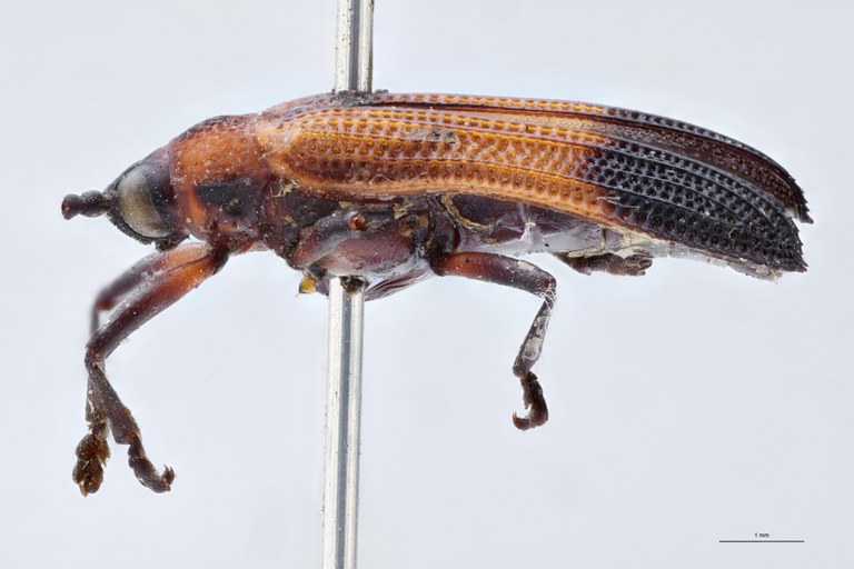 Chalepus deborrei T L.jpg