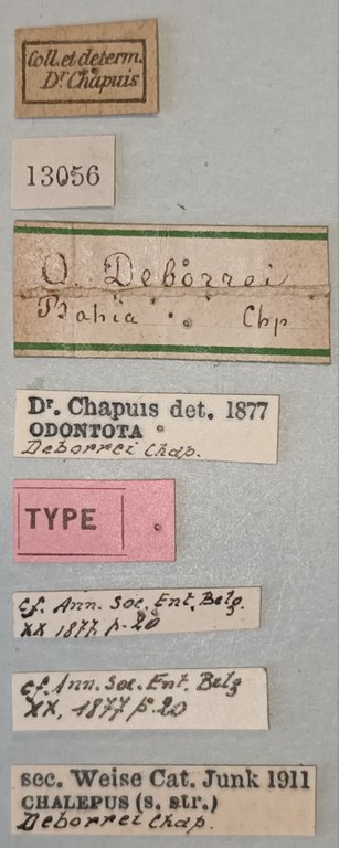 Chalepus deborrei T Labels.jpg