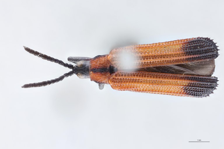 Chalepus flaveolus T D.jpg