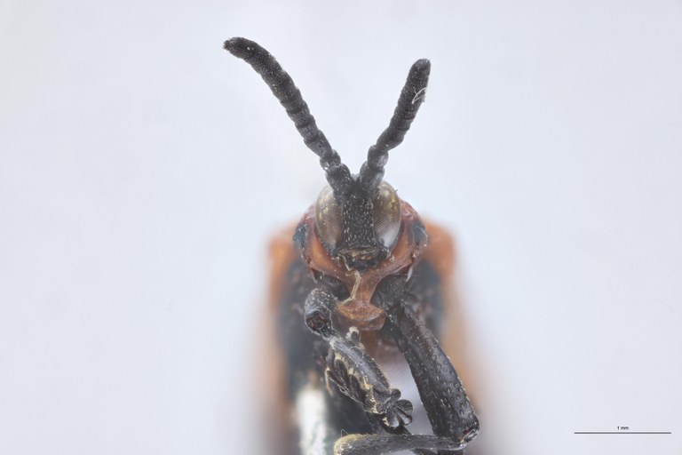 Chalepus flaveolus T F-V.jpg