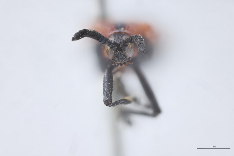 Chalepus flaveolus T F.jpg