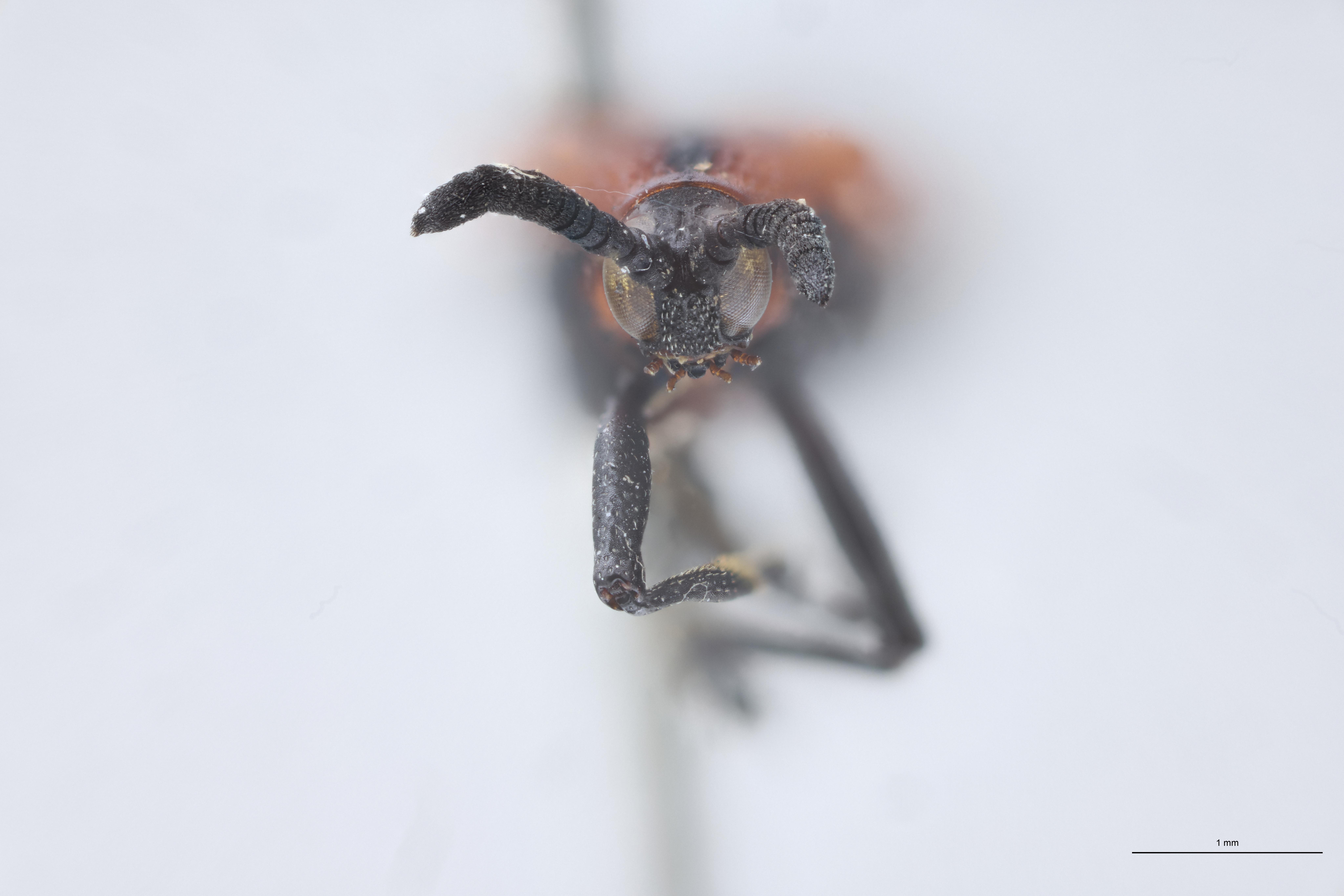 Chalepus flaveolus T F.jpg