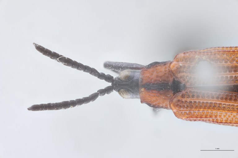 Chalepus flaveolus T Head-Close-Up.jpg