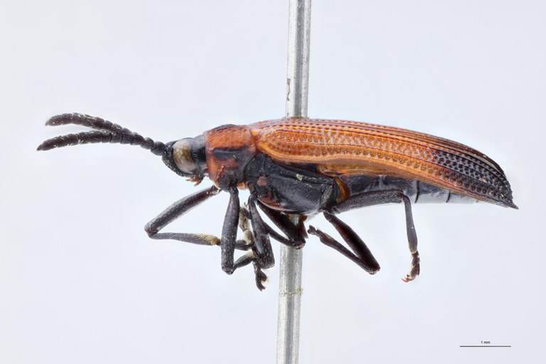 Chalepus flaveolus T L.jpg