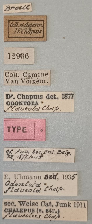 Chalepus flaveolus T Labels.jpg