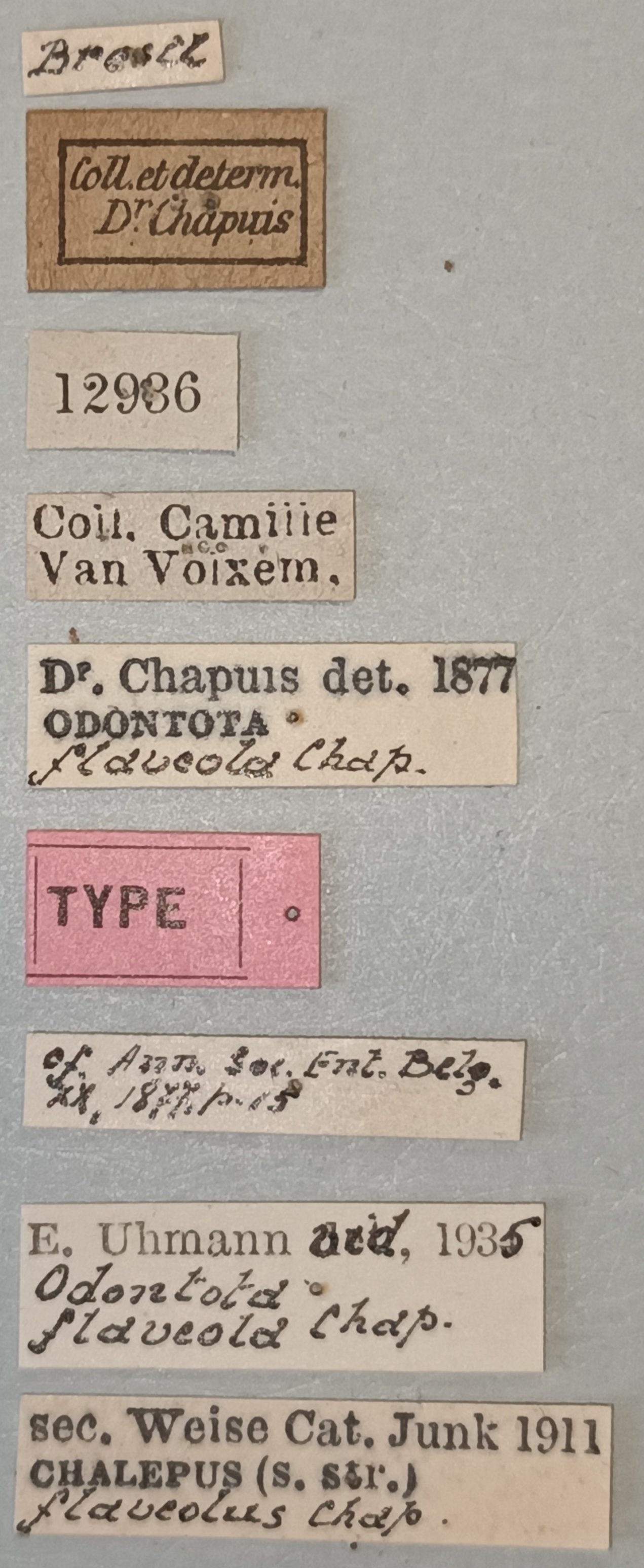 Chalepus flaveolus T Labels.jpg