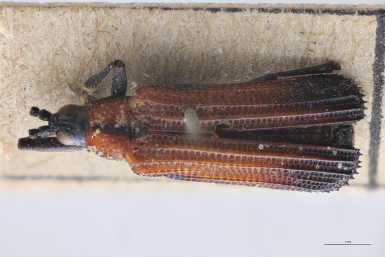 Chalepus flaveolus difficilis T D.jpg