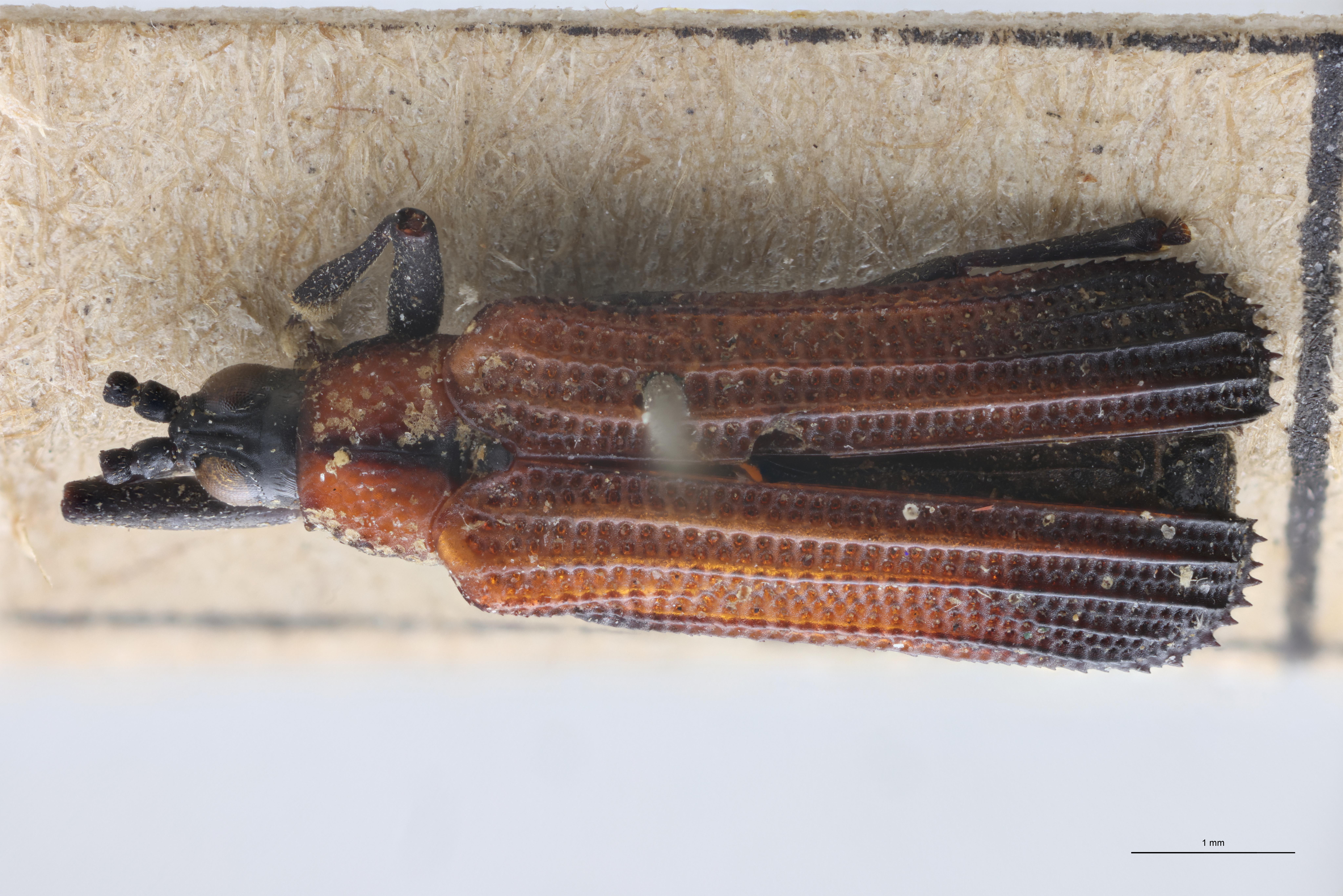 Chalepus flaveolus difficilis T D.jpg