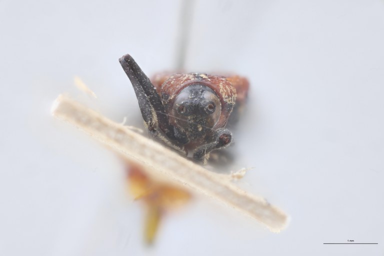 Chalepus flaveolus difficilis T F.jpg