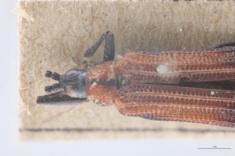 Chalepus flaveolus difficilis T Head-Close-Up.jpg