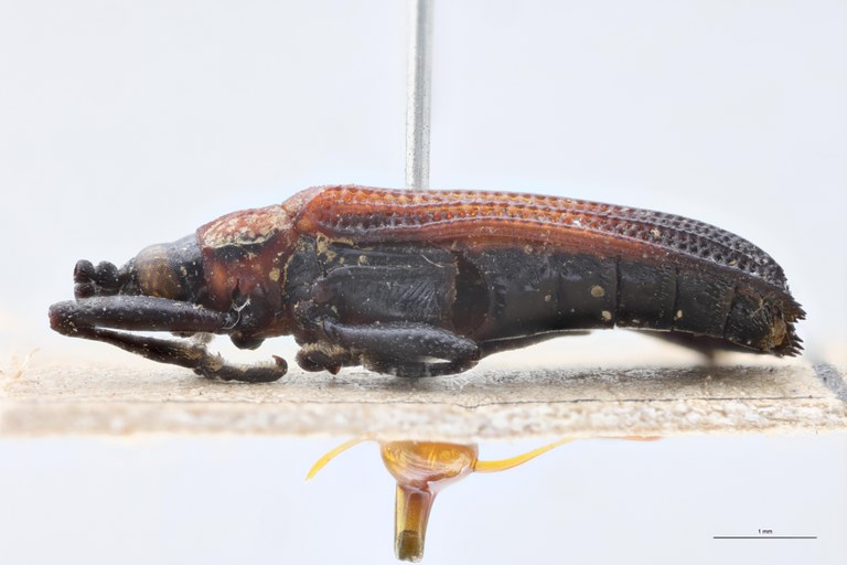 Chalepus flaveolus difficilis T L.jpg