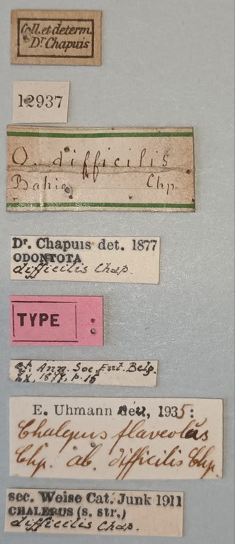 Chalepus flaveolus difficilis T Labels.jpg