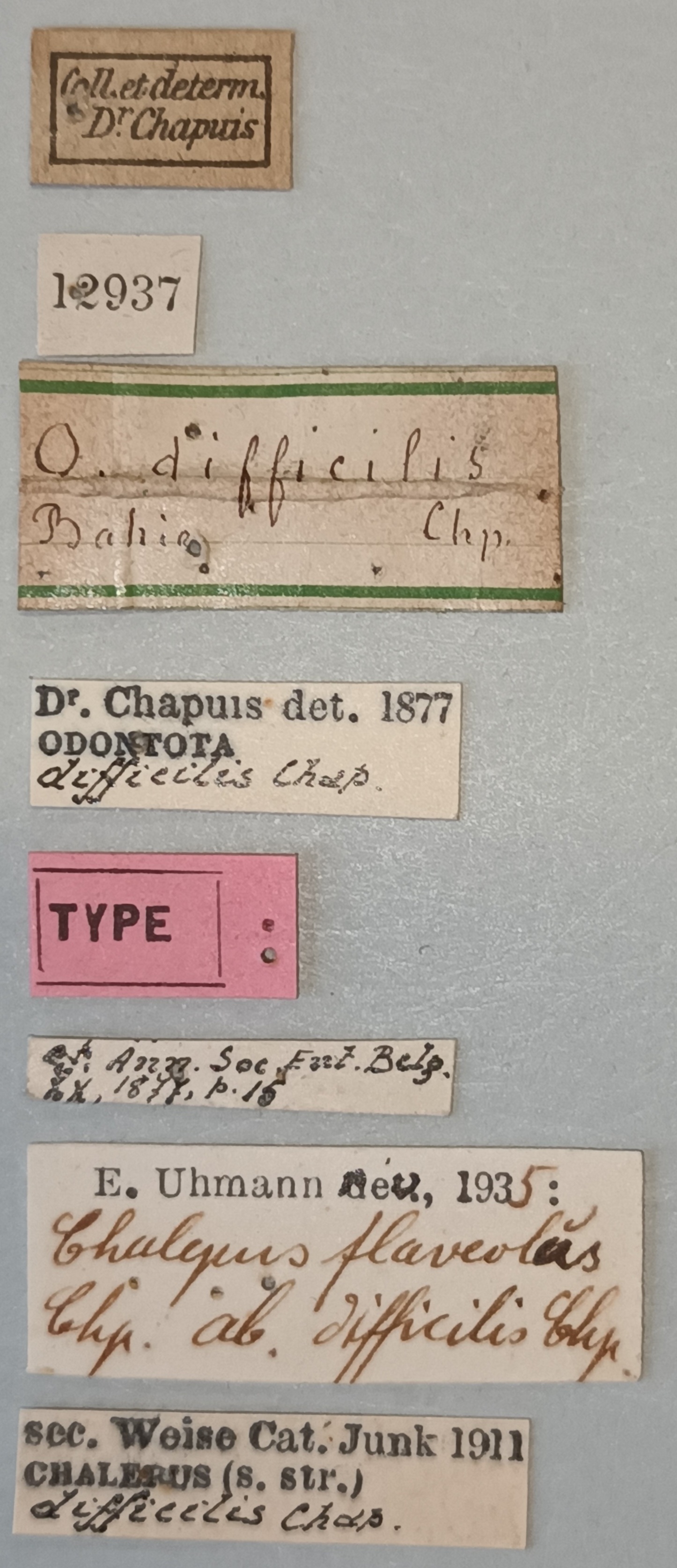 Chalepus flaveolus difficilis T Labels.jpg