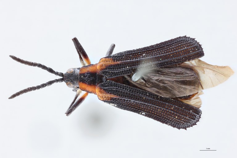 Chalepus lineola Ex-T D.jpg