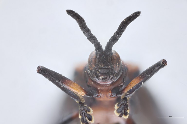 Chalepus lineola Ex-T F-V.jpg