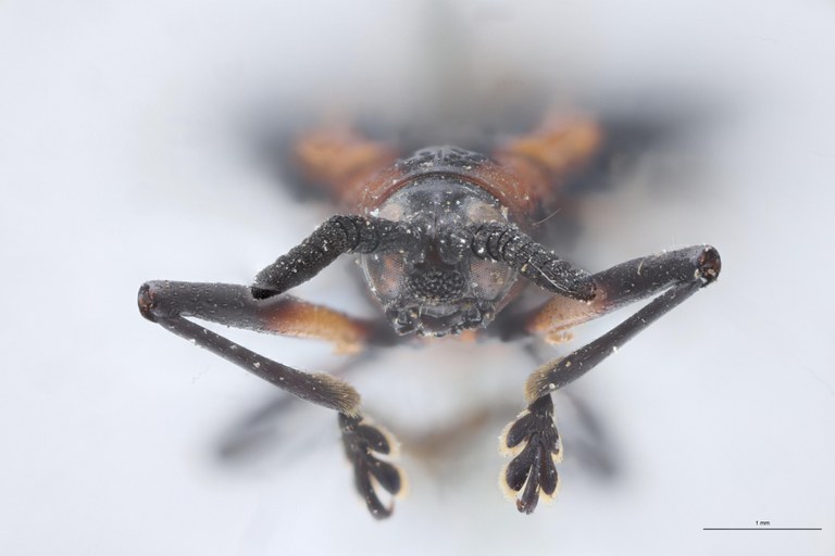 Chalepus lineola Ex-T F.jpg