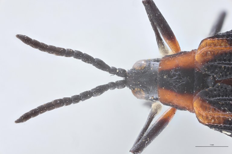 Chalepus lineola Ex-T Head-Close-Up.jpg