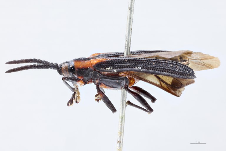 Chalepus lineola Ex-T L.jpg