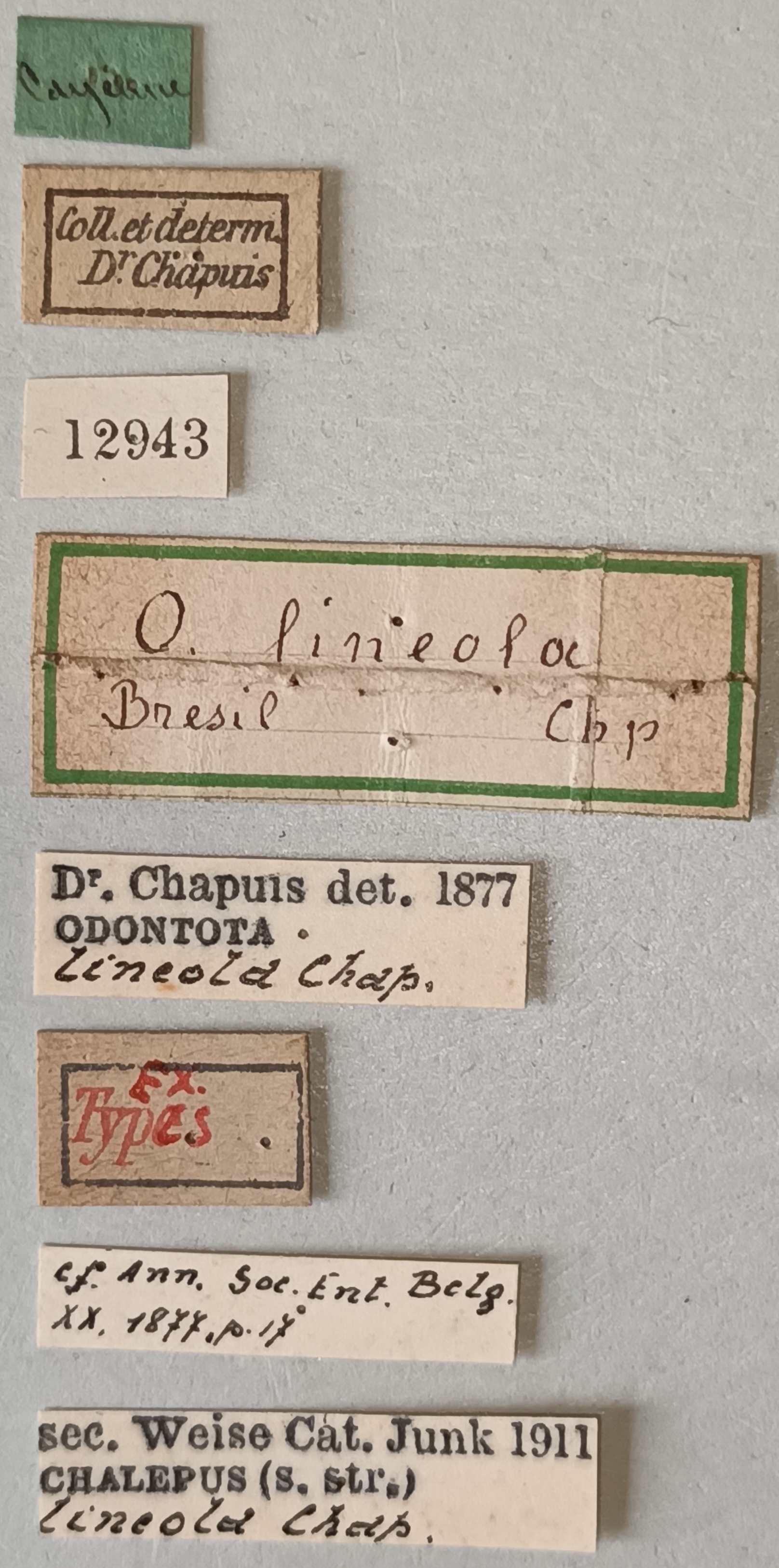 Chalepus lineola Ex-T Labels.jpg