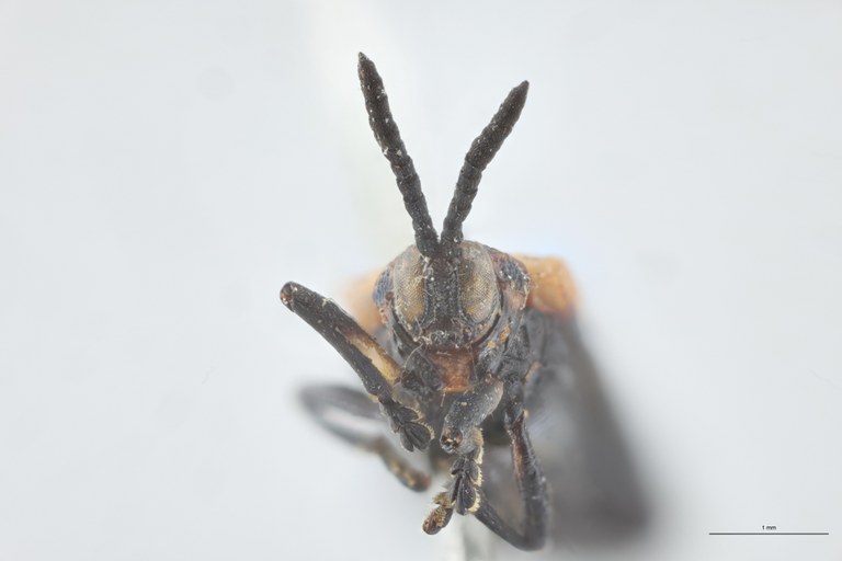 Chalepus lugubris T F-V.jpg