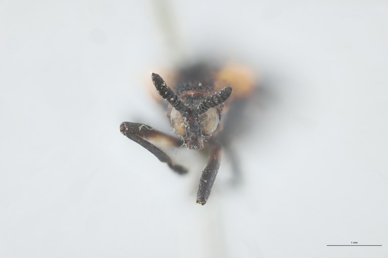 Chalepus lugubris T F.jpg