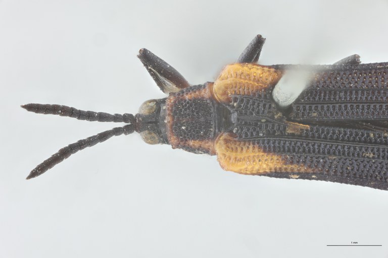 Chalepus lugubris T Head-Close-Up.jpg