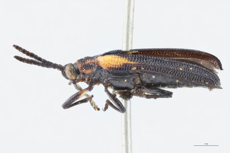 Chalepus lugubris T L.jpg