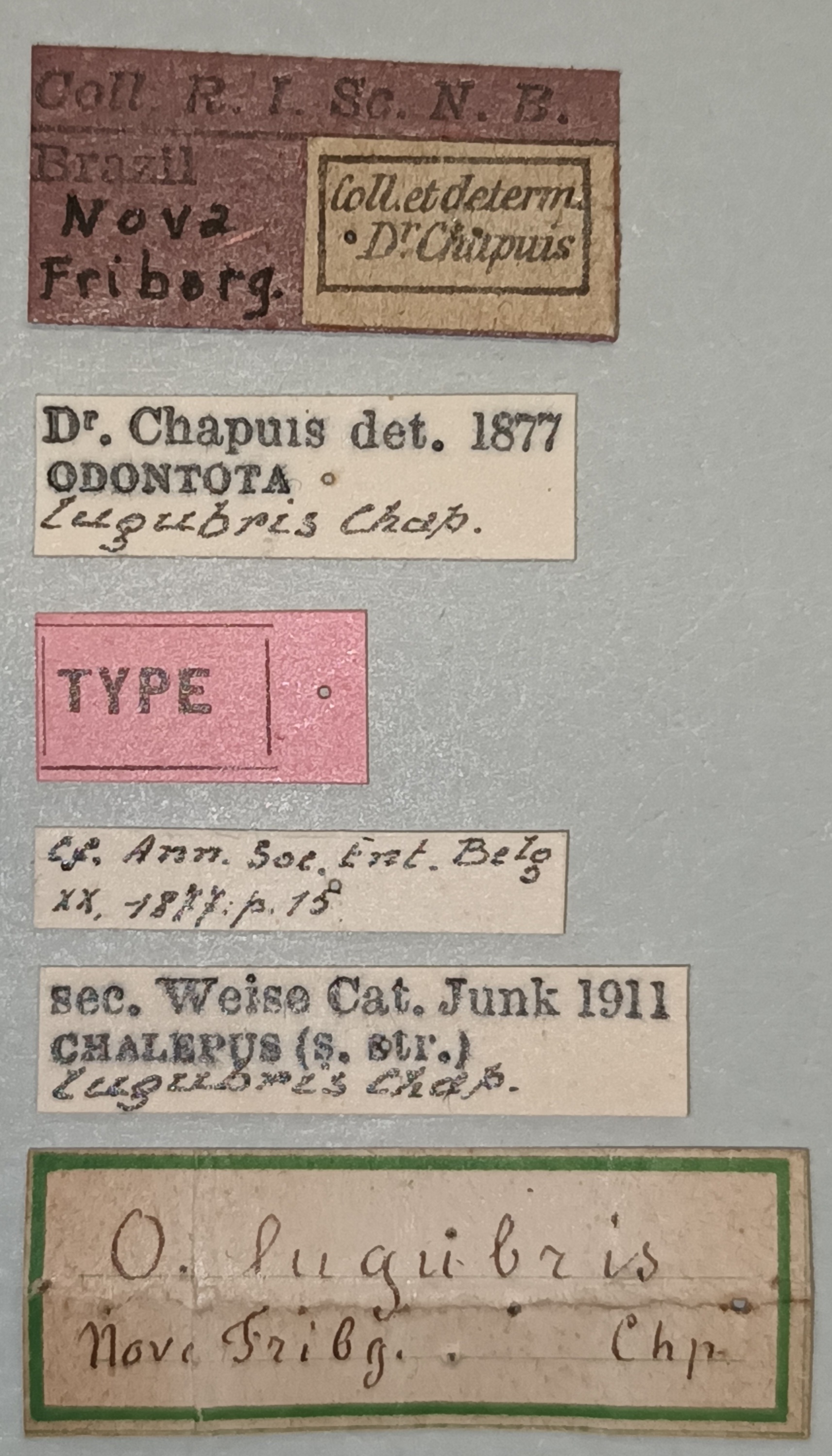 Chalepus lugubris T Labels.jpg