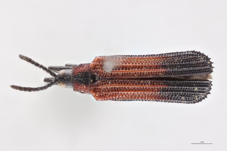 Chalepus marginiventris Ex-T D.jpg