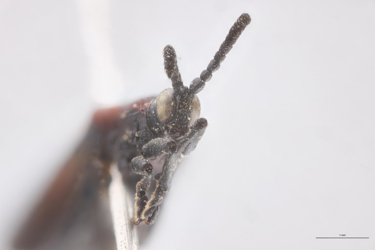 Chalepus marginiventris Ex-T F-V.jpg