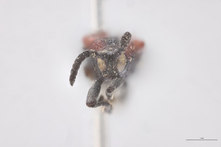 Chalepus marginiventris Ex-T F.jpg