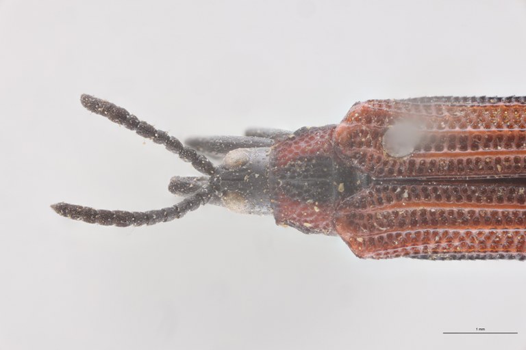 Chalepus marginiventris Ex-T Head-Close-Up.jpg