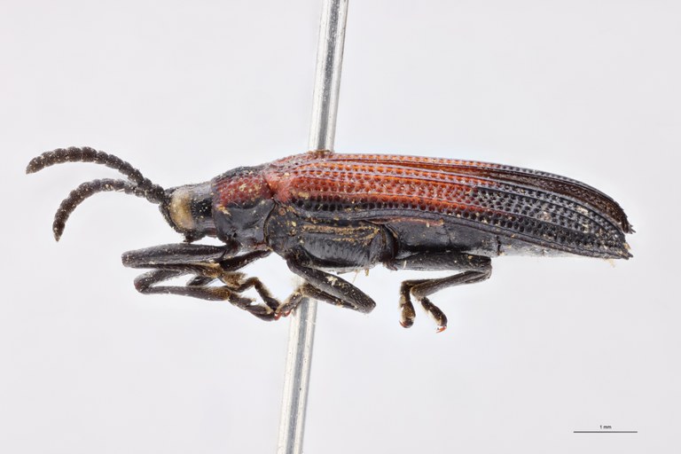 Chalepus marginiventris Ex-T L.jpg