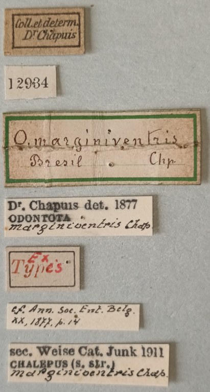 Chalepus marginiventris Ex-T Labels.jpg